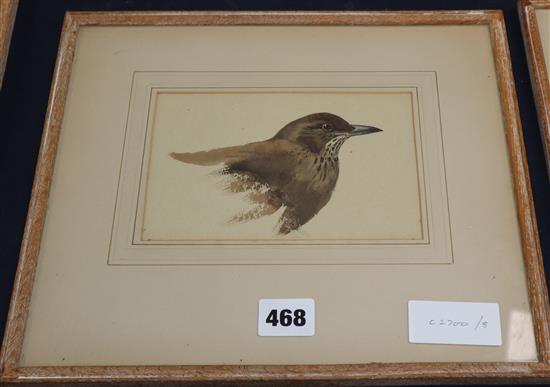 Archibald Thorburn (1860-1935) - watercolour, Young Blackbird, signed monogram, 10.5 x 16.5cm